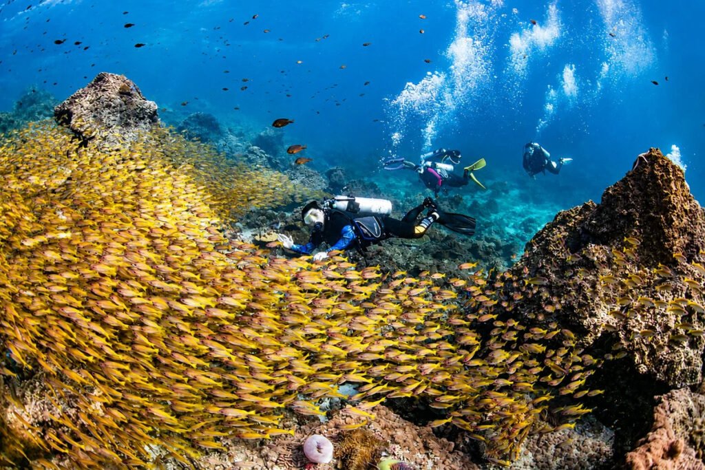 Scuba divers exploring a massive school of yellow fish over coral reef in Phuket