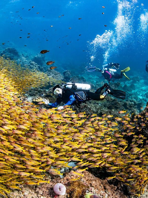 Scuba divers exploring a massive school of yellow fish over coral reef in Phuket