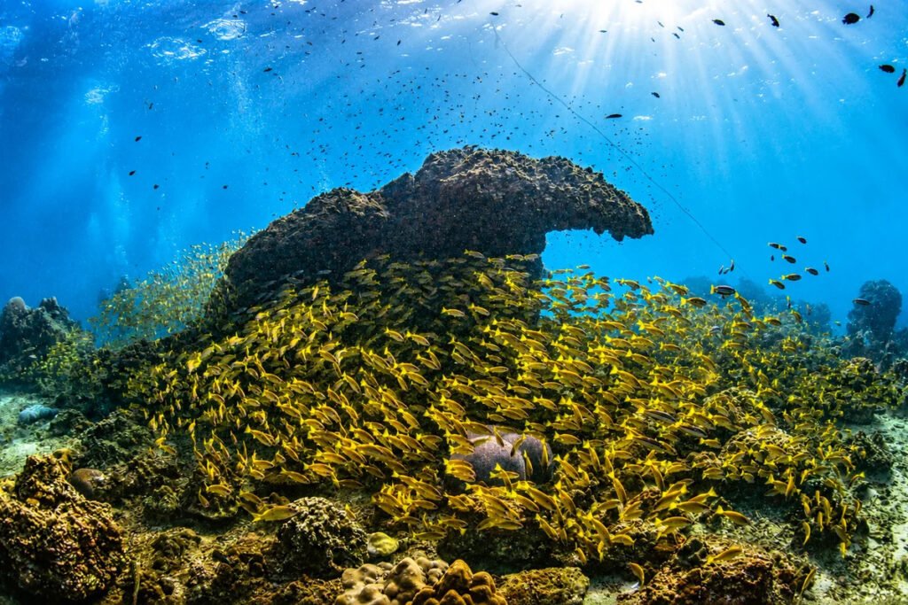 Scuba divers exploring a massive school of yellow fish over coral reef in Phuket